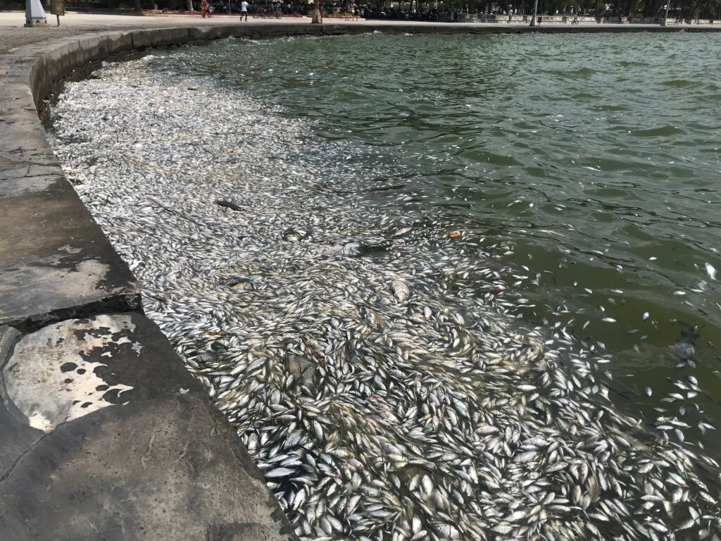 Υγειονομική ταφή νεκρών ψαριών στον Δήμο Ρήγα Φεραίου